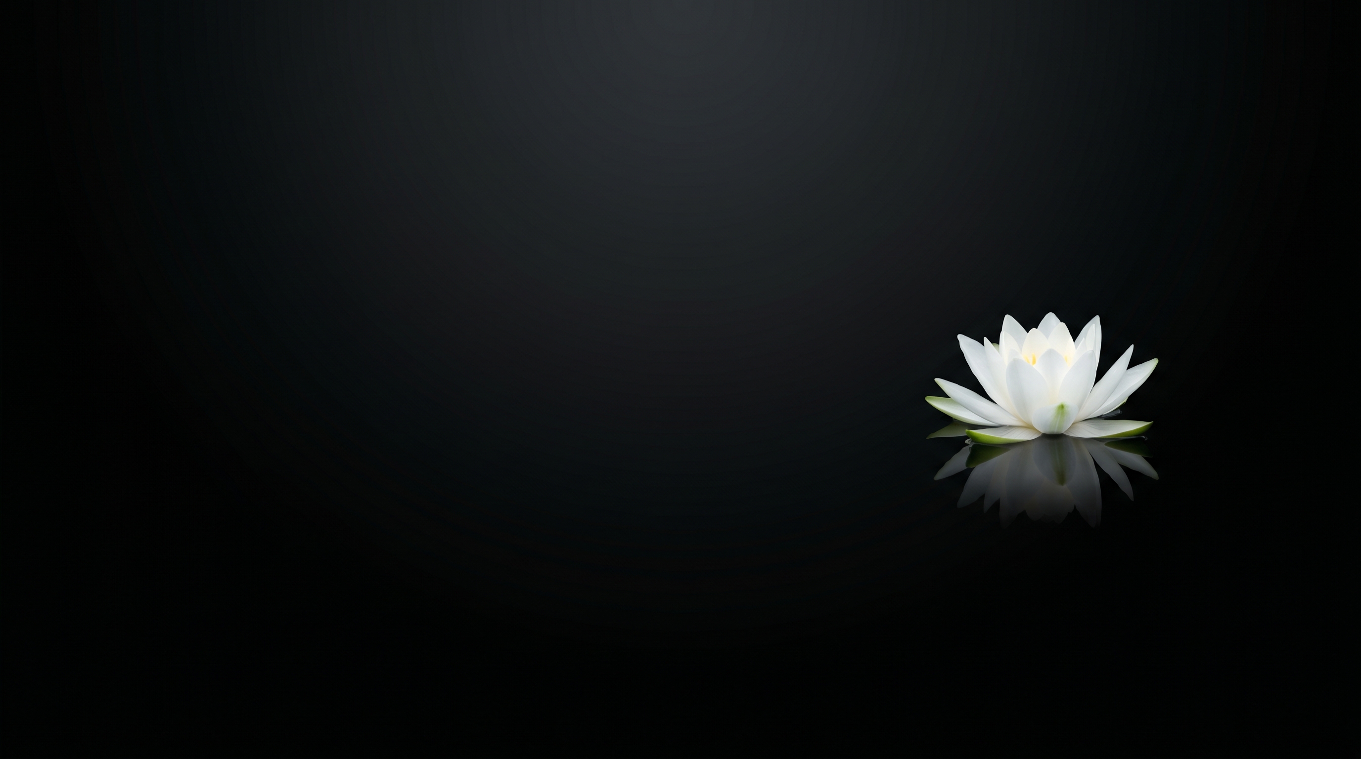 White Lotus Floating Black Water
